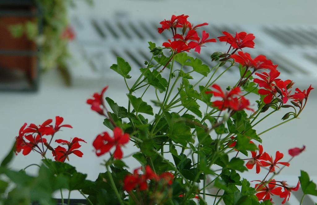 Appartement Le Jardin Lingolsheim Pokój zdjęcie