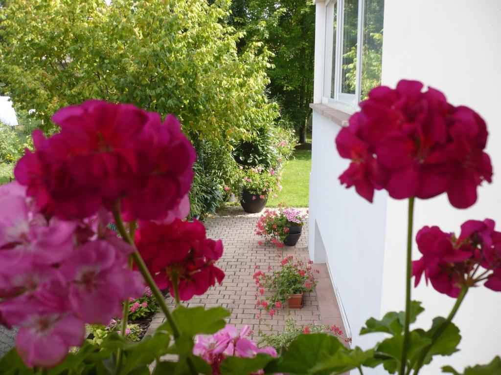 Appartement Le Jardin Lingolsheim Zewnętrze zdjęcie